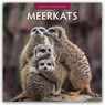 Meerkats 2026 Square Wall Calendar - Red Robin - 9781804427392