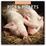 Pigs & Piglets 2026 Square Wall Calendar - Red Robin - 9781804427460