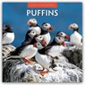Puffins 2026 Square Wall Calendar - Red Robin - 9781804427477
