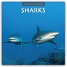 Sharks 2026 Square Wall Calendar - Red Robin - 9781804427514
