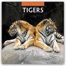 Tigers 2026 Square Wall Calendar - Red Robin - 9781804427552