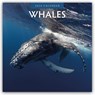 Whales 2026 Square Wall Calendar - Red Robin - 9781804427576