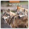 Wolves 2026 Square Wall Calendar - Red Robin - 9781804427606