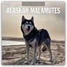 Alaskan Malamutes 2026 Square Wall Calendar - Red Robin - 9781804427644