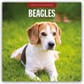 Beagles 2026 Square Wall Calendar - Red Robin - 9781804427705