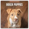 Boxer Puppies 2026 Square Wall Calendar - Red Robin - 9781804427842