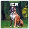 Boxers 2026 Square Wall Calendar - Red Robin - 9781804427859