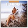 Bull Terriers 2026 Square Wall Calendar - Red Robin - 9781804427866