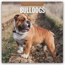 Bulldogs 2026 Square Wall Calendar - Red Robin - 9781804427873