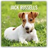 Jack Russells 2026 Square Wall Calendar - Red Robin - 9781804428221