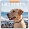 Labrador Retrievers 2026 Square Wall Calendar - Red Robin - 9781804428252