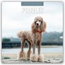 Poodles 2026 Square Wall Calendar - Red Robin - 9781804428429