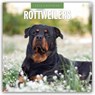 Rottweilers 2026 Square Wall Calendar - Red Robin - 9781804428467