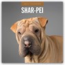 Shar-Pei 2026 Square Wall Calendar - Red Robin - 9781804428528
