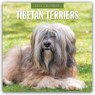 Tibetan Terriers 2026 Square Wall Calendar - Red Robin - 9781804428603