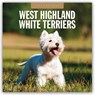 West Highland White Terriers 2026 Square Wall Calendar - Red Robin - 9781804428665