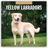 Yellow Labrador 2026 Square Wall Calendar - Red Robin - 9781804428719