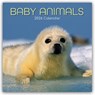 Baby Animals - Tierkinder 2026 - 16-Monatskalender -  - 9781836222859