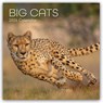 Big Cats - Raubkatzen - Löwen Tiger Geparden Leoparden 2026 - 16-Monatskalender -  - 9781836222866
