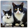 Cats and Kittens - Katzen und Kätzchen 2026 - 16-Monatskalender -  - 9781836222996