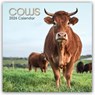 Cows - Kühe 2026 - 16-Monatskalender -  - 9781836223399