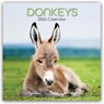 Donkeys - Esel 2026 - 16-Monatskalender - Comello - 9781836223696