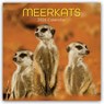 Meerkats - Erdmännchen 2026 - 16-Monatskalender -  - 9781836223900