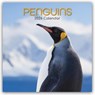 Penguins - Pinguine 2026 - 16-Monatskalender -  - 9781836223931