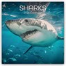 Sharks - Haie 2026 - 16-Monatskalender -  - 9781836223955