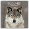 Wolves - Wölfe 2026 - 16-Monatskalender -  - 9781836223993