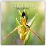 Orchids - Orchideen 2026 - 16-Monatskalender -  - 9781836224983