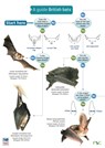 A Guide to British Bats -  - 9781851538751