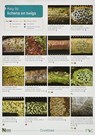 A Key to Lichens on Twigs - Pat Wolseley ; Peter James ; Diccon Alexander - 9781851538843