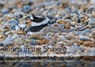 Rings in the Shingle -  - 9781908241160