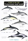 Guide to the UK Cetaceans and Seals - Mark Peter Simmonds - 9781908819079