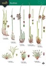 Guide to rushes - Hilary Wallace - 9781908819383