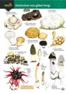 Distinctive non-gilled fungi - Geoffrey Kibby ; Stephen Docker ; Rebecca Farley-Brown - 9781908819901