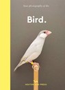 Bird. - Hoxton Mini Press - 9781910566718