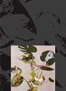 Kandis Williams: A Surface - Kandis Williams - 9781935963332