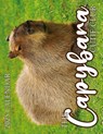 The Capybara Cutie Club 2025 Calendar - B. Patrick - 9781959209355