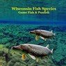 Wisconsin Game Fish and Panfish Species Kids Book: Great Book About the Different Types of Fish in Wisconsin - Kinsey Marie - 9781965098790