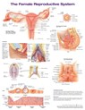 The Female Reproductive System Anatomical Chart -  - 9781975180218