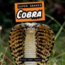 Cobra - Murray Oak Tapeta - 9781978575080