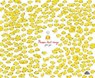 Poussin tout rouge - Julie Gore - 9782385072537