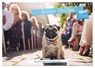 Kleine Helden - eine Hommage an die Mopsrasse (Wandkalender 2026 DIN A4 quer), CALVENDO Monatskalender -  - 9783457359709