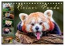 Kleiner Panda (Tischkalender 2026 DIN A5 quer), CALVENDO Monatskalender -  - 9783457897775