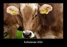 Kuhkalender 2026 Fotokalender DIN A3 -  - 9783695411405