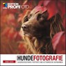 Hundefotografie - Anne Geier - 9783747501825