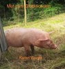 Mut zum Glücklichsein - Karen Wright - 9783750227033
