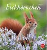 Eichhörnchen Postkartenkalender 2027 -  - 9783756415861